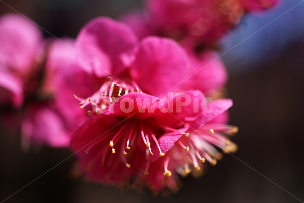 홍매화,매화,홍매,꽃,봄,계절,붉은빛매화,식물,자연,plants,nature,꽃,flower