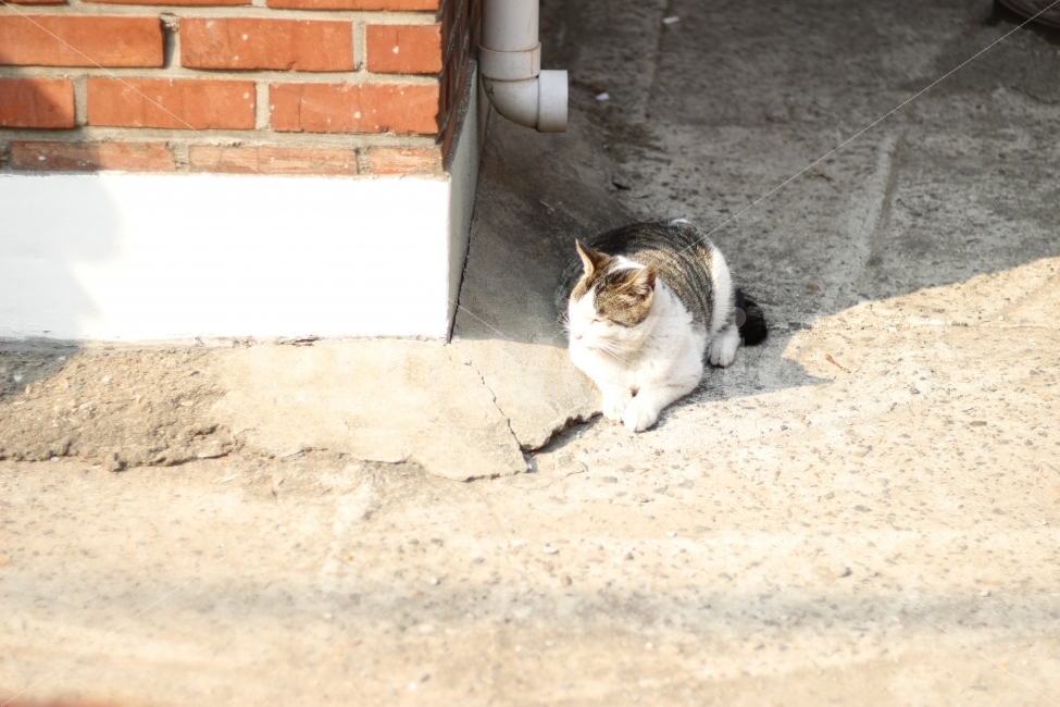 고양이,반려동물,유기묘,길냥이,애완동물,cat,pet,kitten,아기고양이,코숏,코리안숏헤어,동물,animal,캣맘,캣대디,1,동물,animal,고양이,cat,kitten,kitty,포유류,mammal