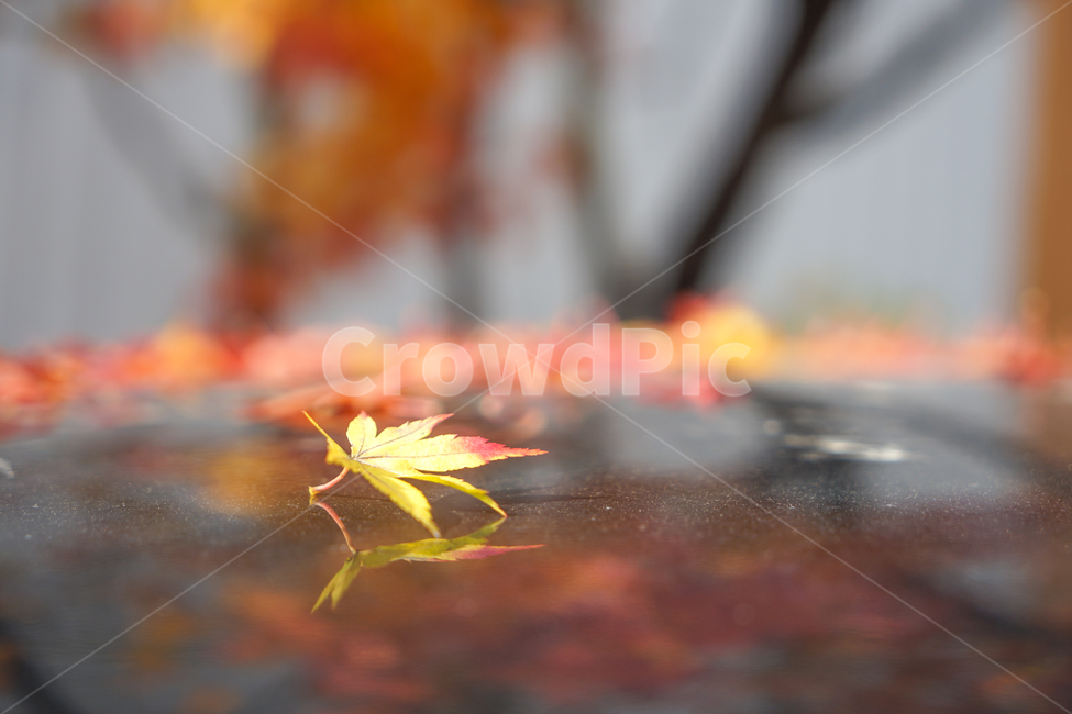 낙엽,단풍,잎,잎새,감성,가을,계절,fall,autumn,season,leaf,plant,식물,tree,나무,maple