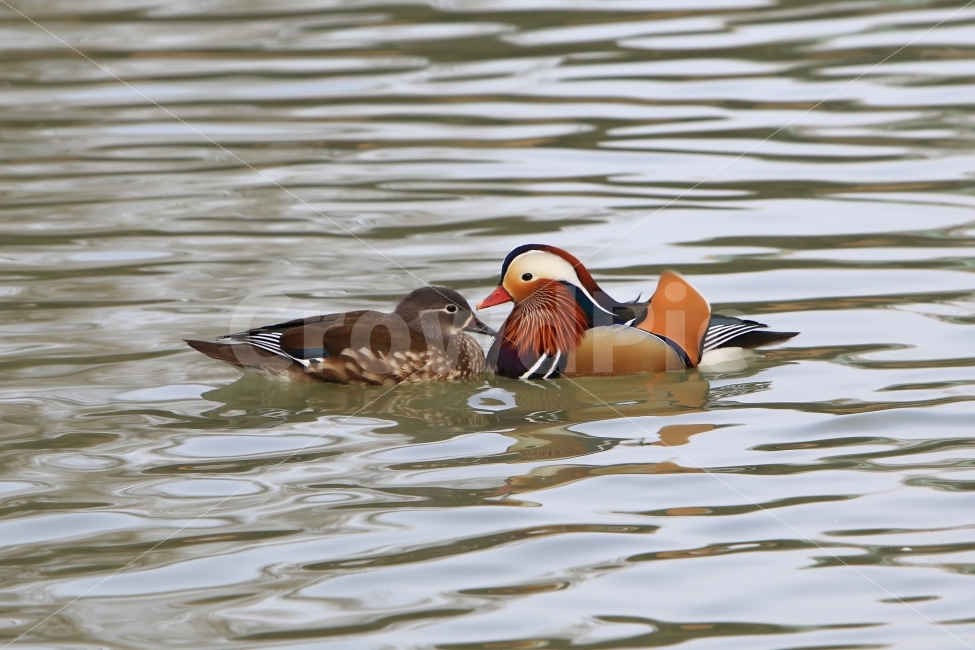 원앙,조류,자연,새,풍경,동물,animal,조류,새,birds