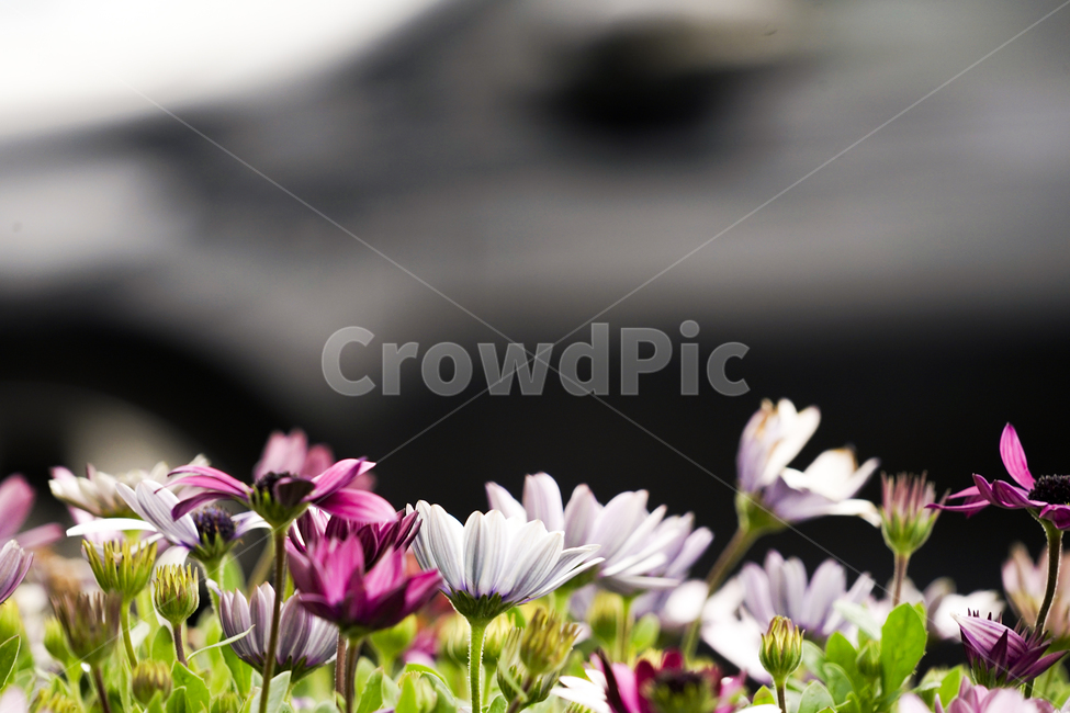 plant,식물,flower,꽃,데이지,daisy,식물,자연,plants,nature