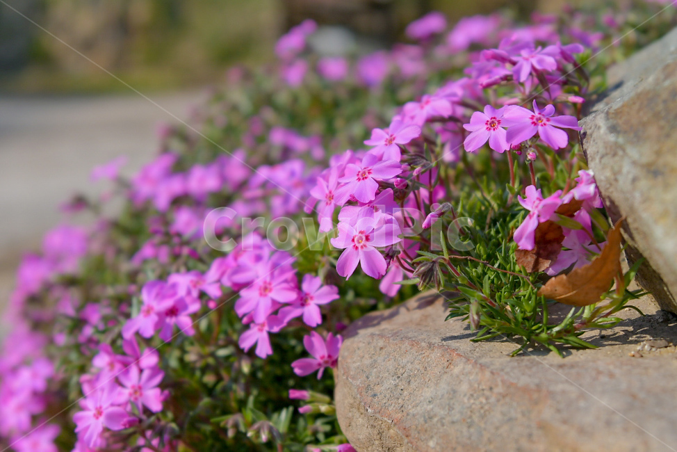 꽃,봄,봄꽃,돌,식물,보라색꽃,flower,spring,plants,식물,자연,plants,nature,꽃,flower