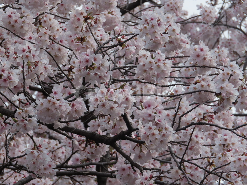 벚꽃,나무,식물,아름다움,분홍,풍경,꽃송이,cherrytree,plants,beauty,pink,scenery,blossoms