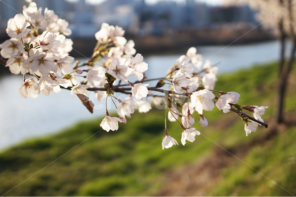 벚꽃,벚꽃나무,벚꽃나무가지,봄꽃,꽃잎,봄,계절,spring,season,식물,자연,plants,nature,꽃,flower,plant