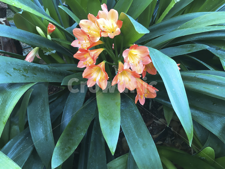 꽃,문주란,잎,식물,자연,flower,leaf,plants,nature,green,싱그러운,성장,botanical