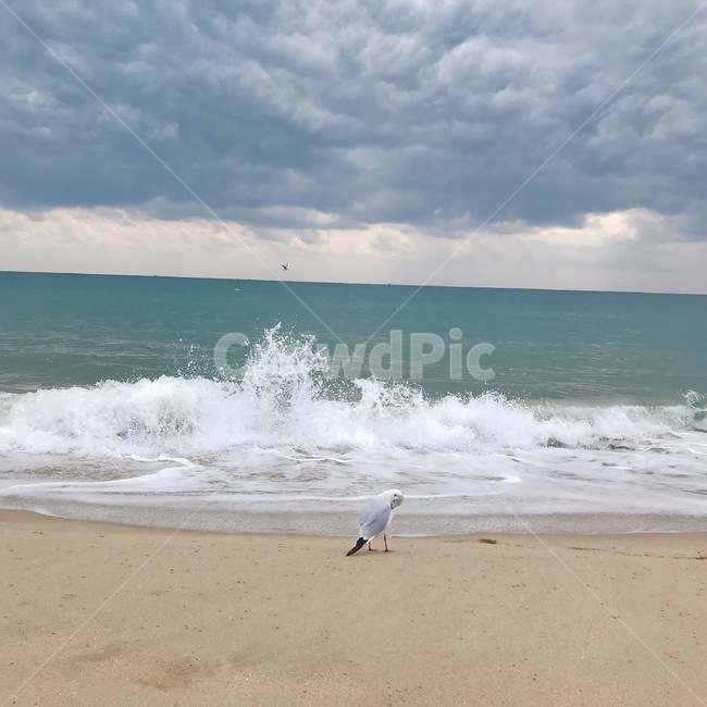 바다,갈메기,파도,모래사장,한마리,구름,해변,바다,beach,sea,동물,animal,조류,새,birds