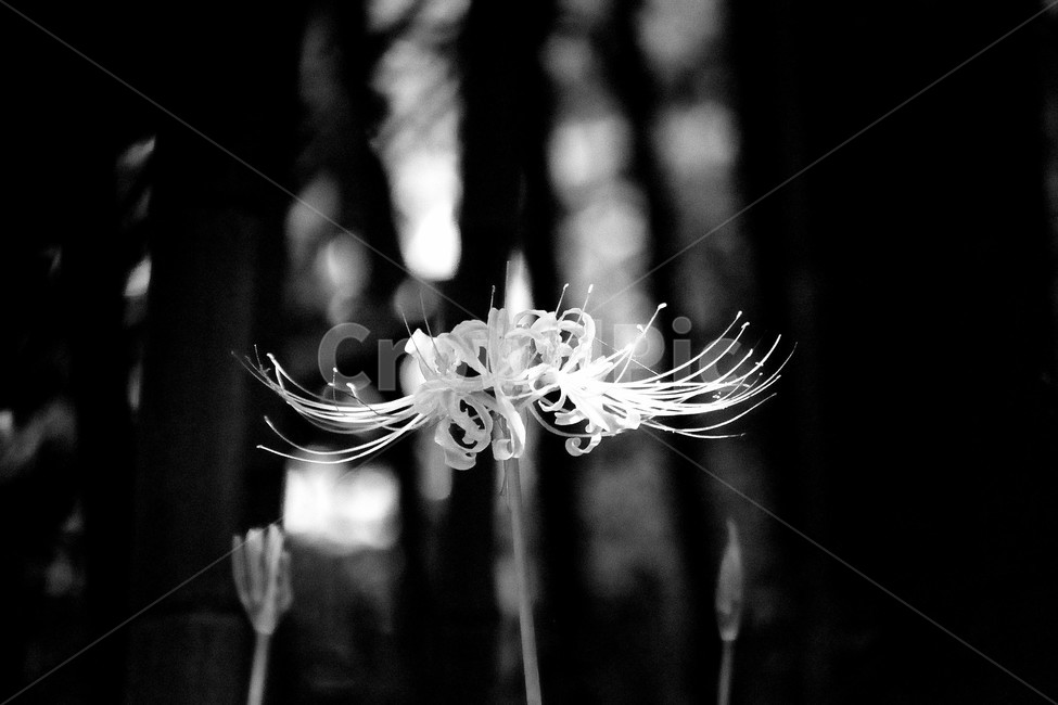 꽃무릇,상사화,꽃,붉은꽃,식물,식물,자연,plants,nature,꽃,flower,흑백,모노톤,monochrome,black and white