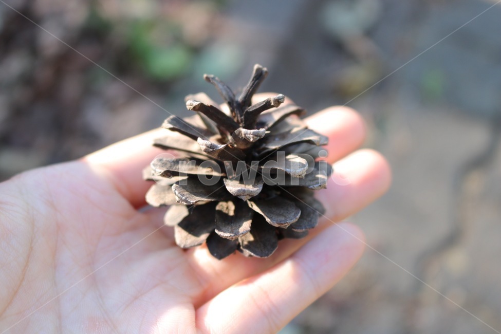 자연,nature,솔방울,apinecone,matsukasa,손,hand,te,식물,자연,plants,nature,사람,인물,인간,human,person,신체일부,몸,body