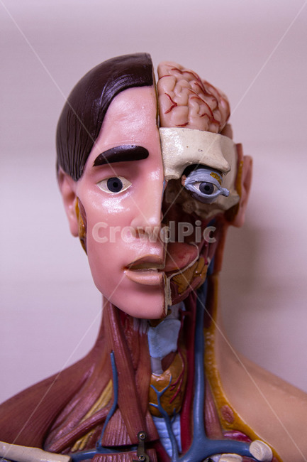 두부,안면,비강,구강,인후,갑상선,오관