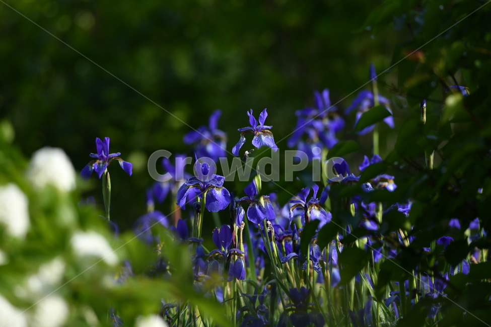 식물,꽃,자연풍경,감성사진,봄,붓꽃,5월,자색,식물,자연,plants,nature,꽃,flower