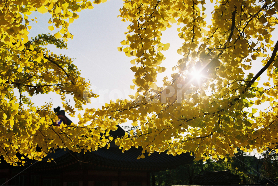 은행나무,가을,햇빛,필름,자연,노랑,은행잎,가을,계절,fall,autumn,season,plant,식물,leaf,잎,light,빛,flare,플레어