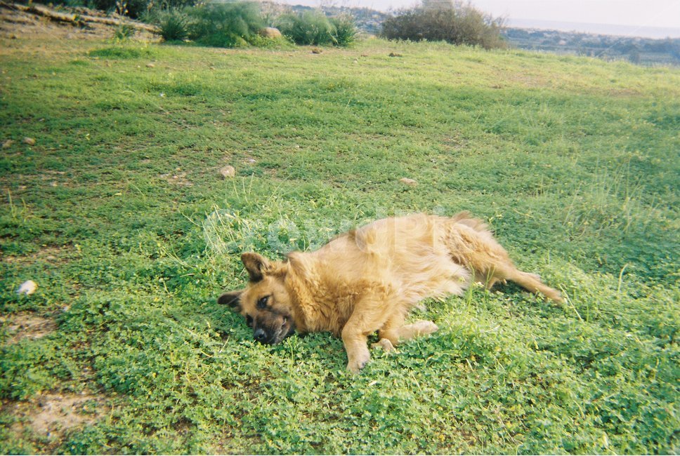 들판,강아지,개,잔디밭,셰퍼드,동물,공원,자유로움,편안함,dog,shepherd,park,field,초록,초록색,green,summer,여름,감성사진,길멍이,누렁이,동물,animal,포유류,mammal,개,강아지,dog,doggy