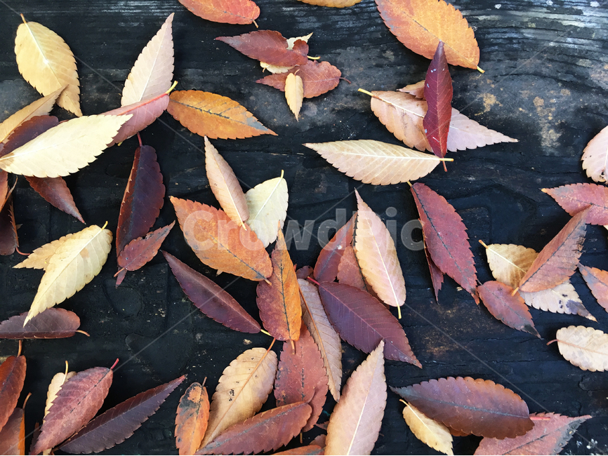 가을,낙옆,나뭇잎,나무,테이블,가을,계절,fall,autumn,season,leaf,잎,plant,식물