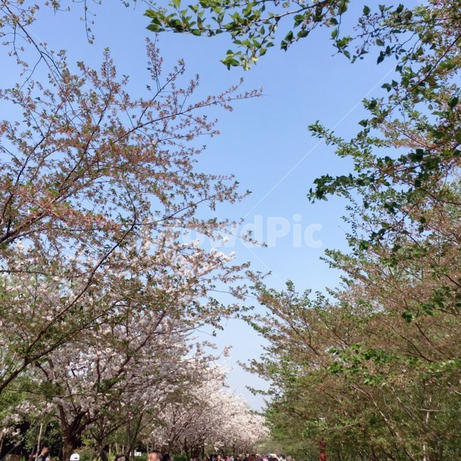 식물,나무,꽃,자연,하늘,봄,봄,계절,spring,season,plant