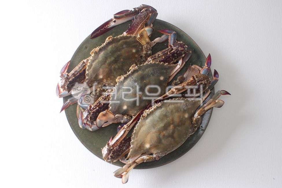 꽃게, 게, 숫꽃게, 갑각류, 해산물, 사진,이미지,일러스트,캘리그라피 - 돌프작가