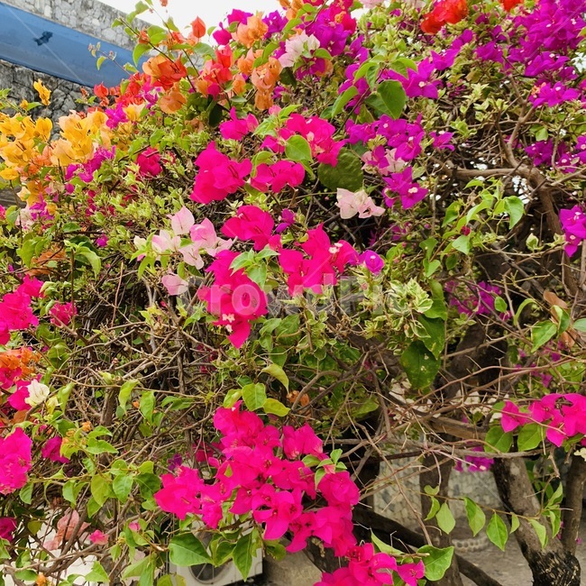 식물,flower,꽃,화분,플라워,조화,생화