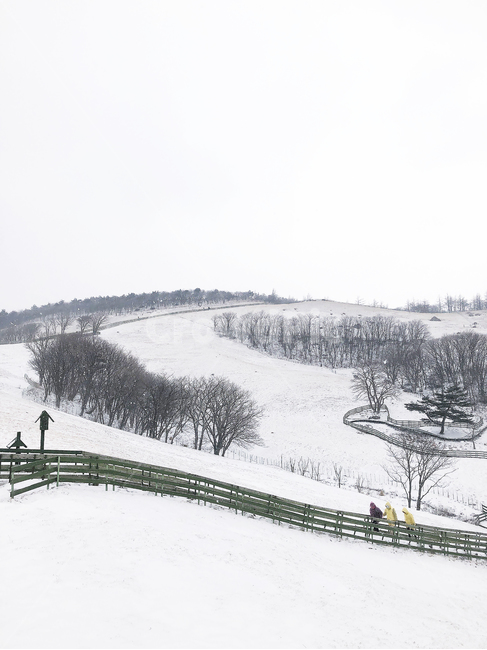 nature,목장,설산,겨울,풍경,폭설,눈,snow,mountain,white,대관령,산,겨울,계절,winter,season