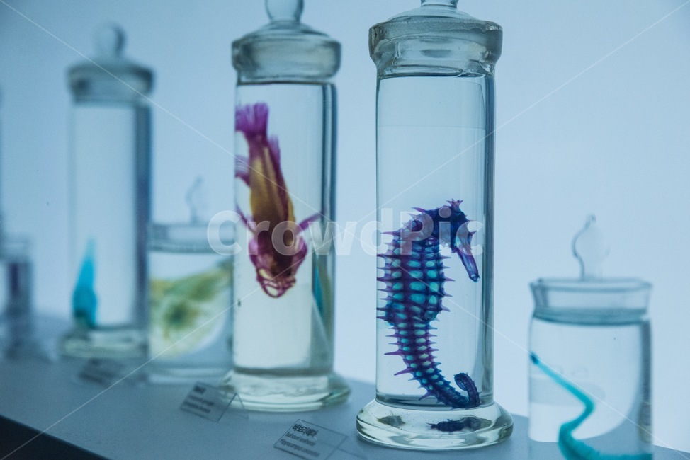 실험실,해양생물,해마,투명한,바다속,어류,물고기,fish,색깔,색상,색채,색감,color sense,color sensitivity,feeling of color