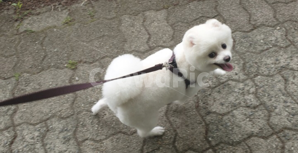 강아지,산책,강아지산책,포메라니안,dog,동물,animal,포유류,mammal,개,강아지,dog,doggy