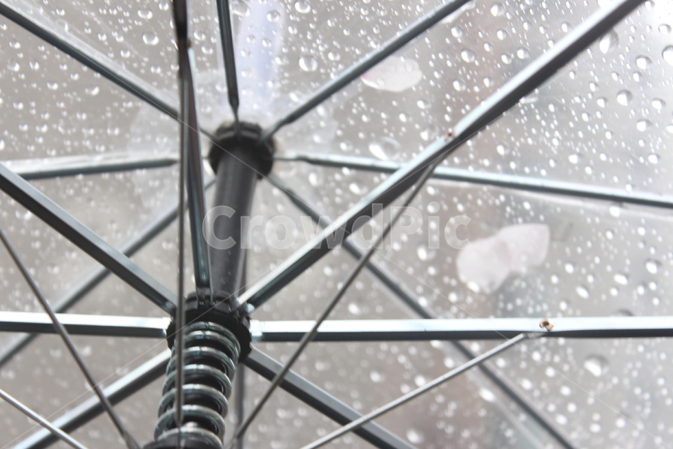 꽃,벚꽃,겹벚꽃,꽃나무,봄,봄비,sprng,계절,비,rain,rainy,빗방울,흐림,flower,우산,꽃잎,비,비오는날,rain,rainy