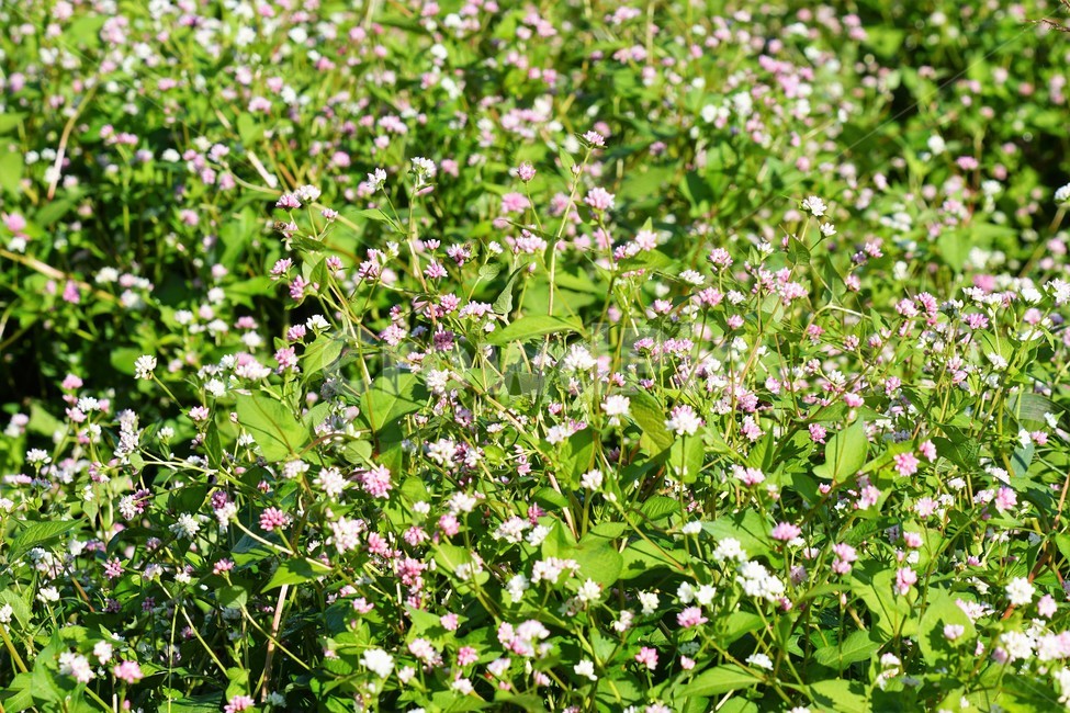 가을,꽃,자연,식물,nature,fiower,green,pink,가을,계절,fall,autumn,season,식물,자연,plants,nature,꽃,flower,plant,blossom