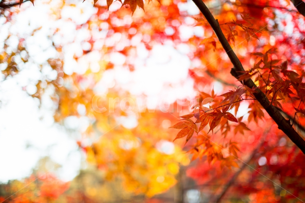 가을,단풍,계절,빨강,노랑,가을가을,판매,빨간색,가을,계절,fall,autumn,season,식물,자연,plants,nature,감성,sensible,feeling,leaf,잎,plant,tree,나무,maple