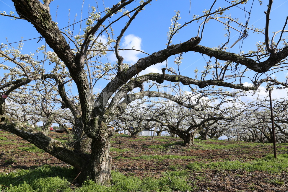 배꽃,이화(梨花),원동과수원마을,전주원동마을,봄꽃,봄,계절,spring,season,식물,자연,plants,nature,나무,trees,wood,tree,tree trunk,나무 줄기,plant
