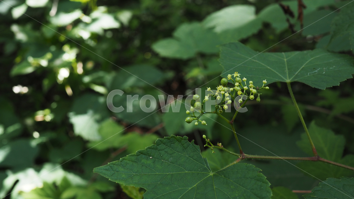 식물,그린,낙옆,나뭇잎,green