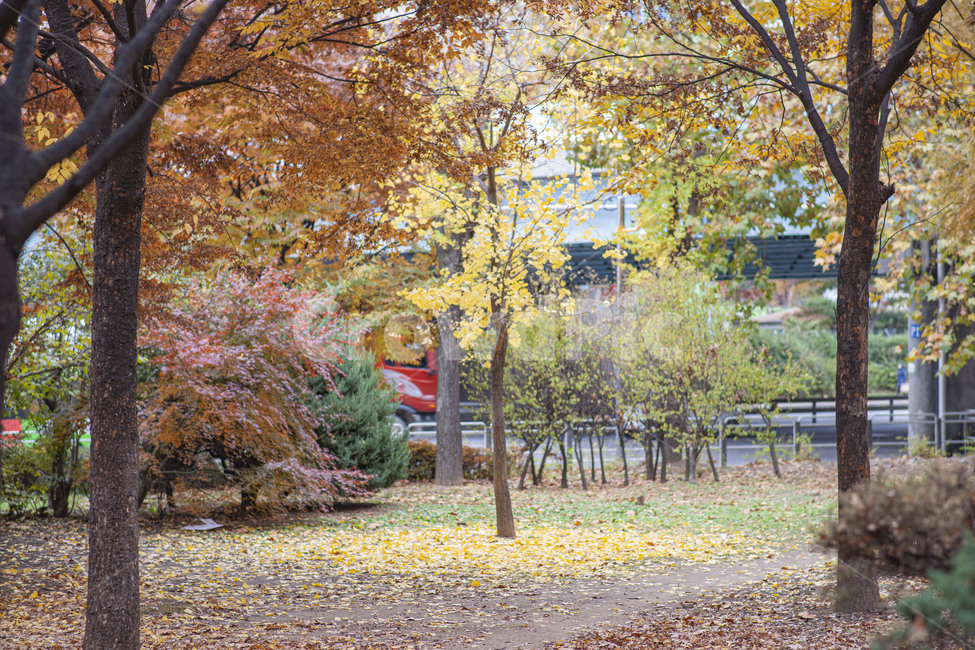 은행나무,가을,단풍,노랑,나무,가을단풍,감성,가을풍경,풍경,가을,계절,fall,autumn,season