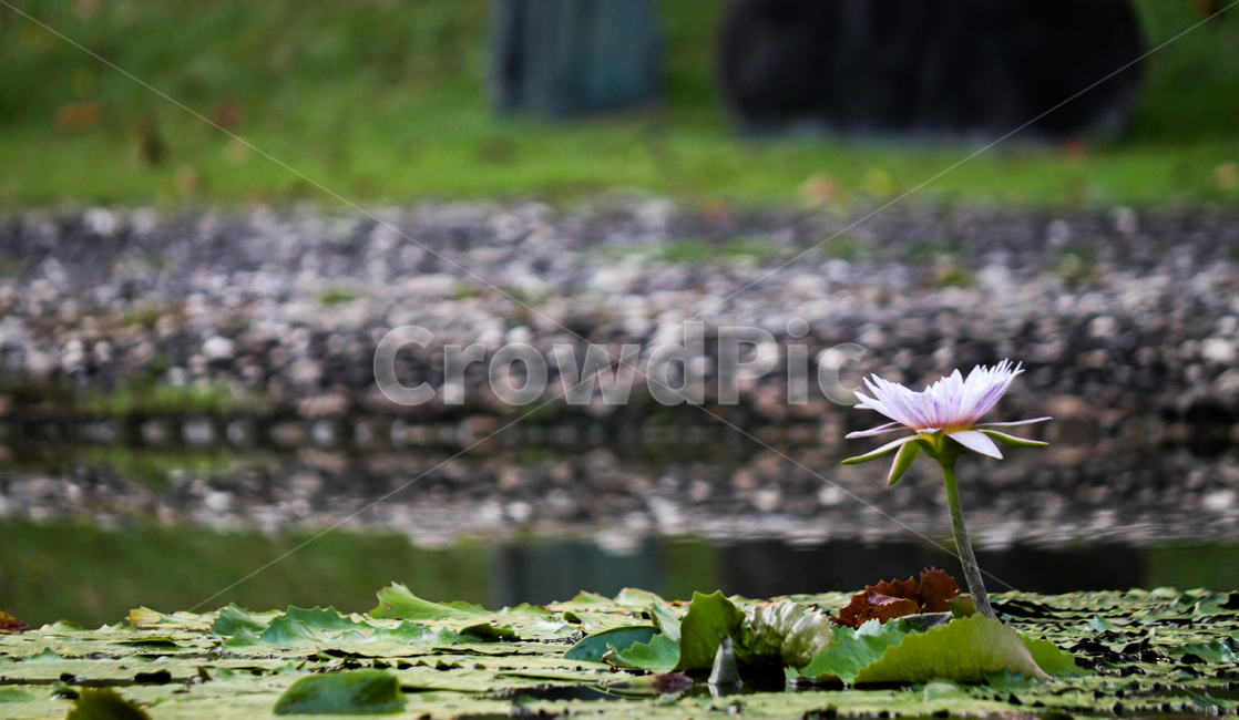 연꽃,꽃,자연,연못,물,식물,자연,plants,nature,꽃,flower