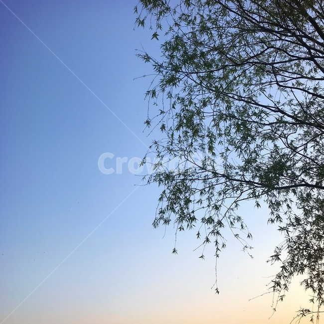 나무,plant,식물,자연,nature,옥외,자연,풍경,nature,landscape,tree,outdoors
