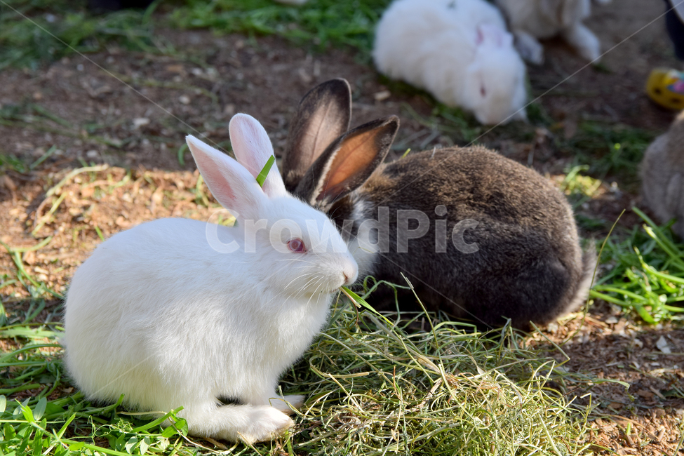 토끼,집토끼,가축,동물,큰귀,귀여운,rbbit,animal,포유류,mammal