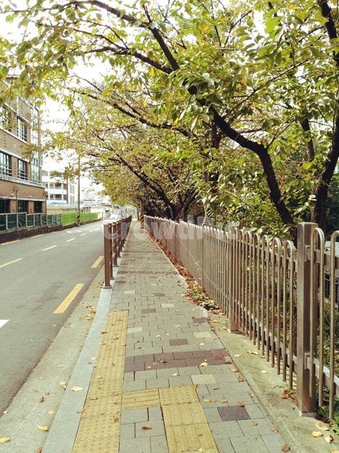 여름,나무,도로,인도,등교,학교,자연,풍경,nature,landscape,path,통로