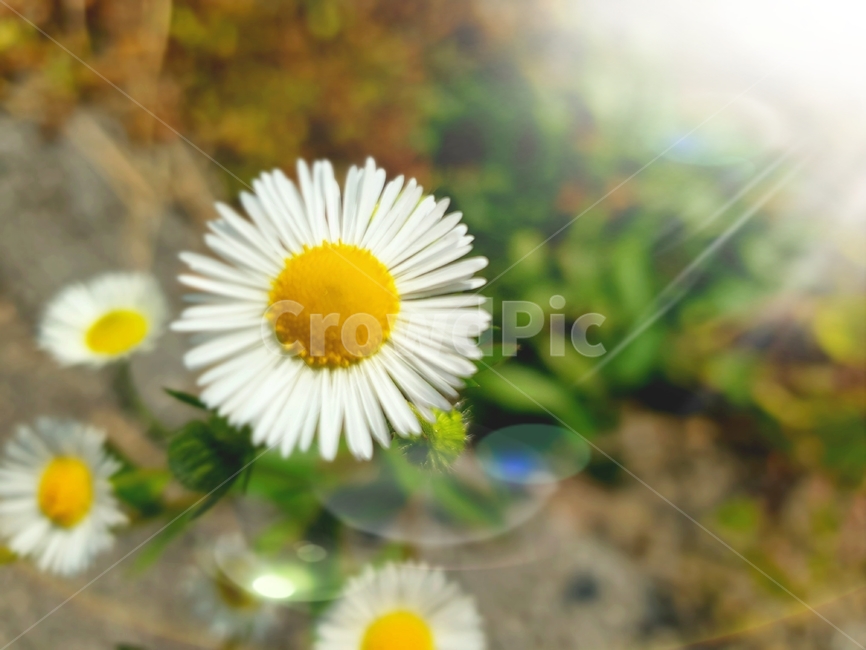 자연,들꽃,가을,꽃,식물,flower,plant,식물,자연,plants,nature,꽃,flower