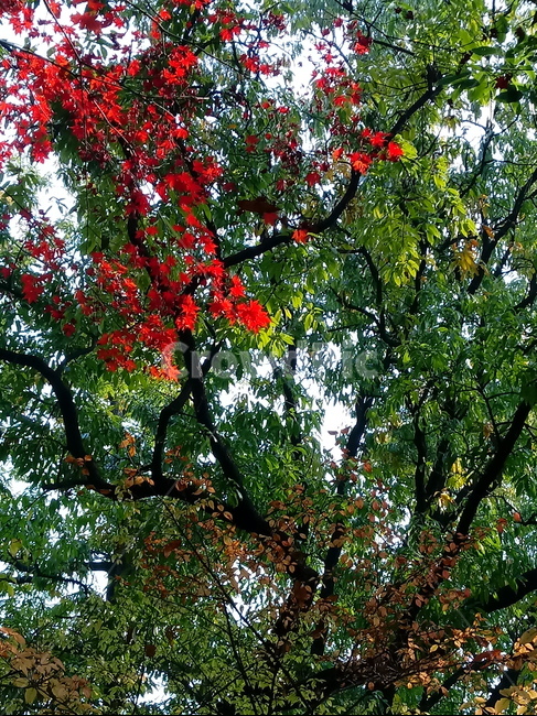 가을,단풍,낙엽,maple,plant,식물,단풍나무,단풍잎,leaf,잎,tree,나무,계절,fallautumnseason,가을단풍,자연,풍경,경치,가을,계절,fall,autumn,season,식물,자연,plants,nature,나무,trees,wood,tree trunk,나무 줄기