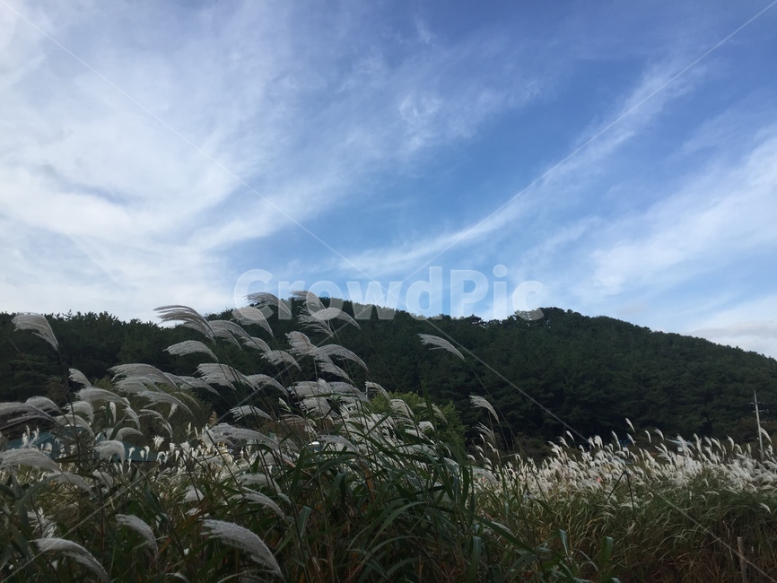 자연,하늘,억새,nature,silvergrass,가을,계절,fall,autumn,season,plant,식물,grass,잔디,lawn,reed,갈대