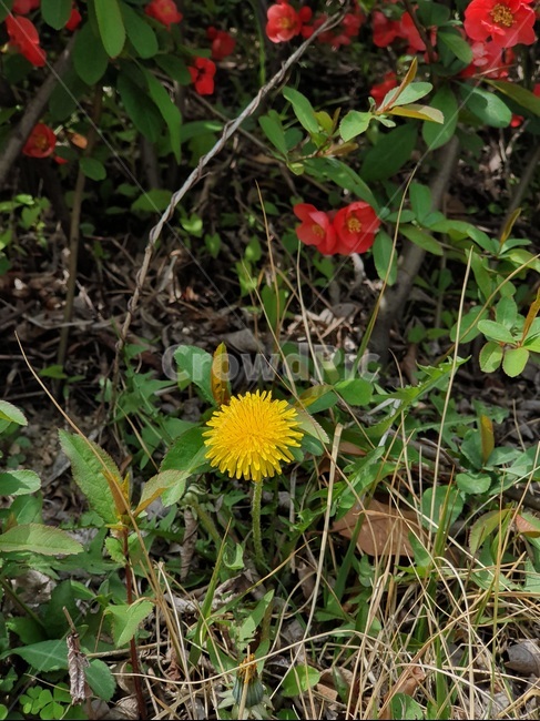 꽃,민들레,봄,spring,flower,식물,자연,plants,nature,꽃,flower