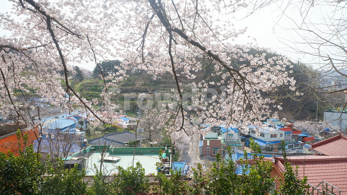 벚꽃,나무,마을,시골마을,마을전경,나뭇가지,봄