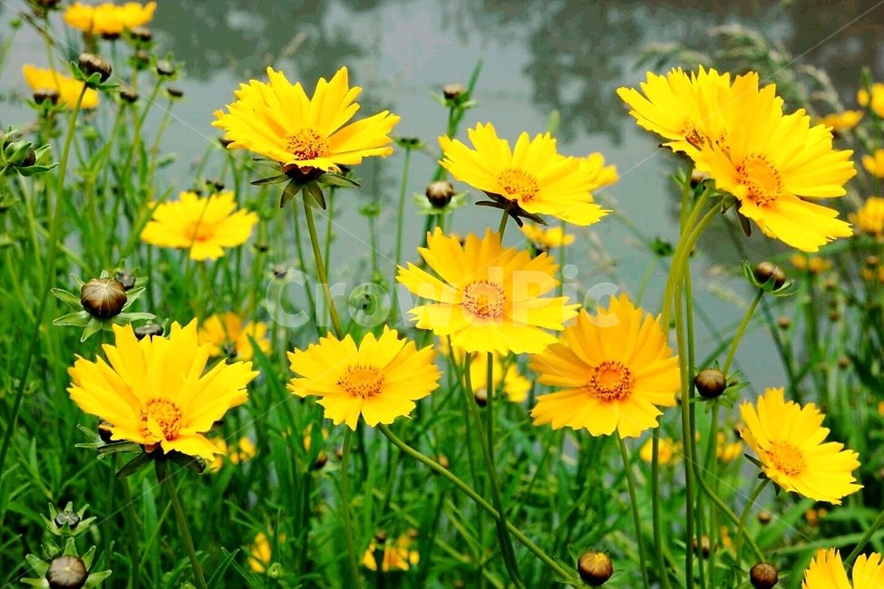 식물,금계국,노랑꽃,여름,생태공원,식물,자연,plants,nature,꽃,flower