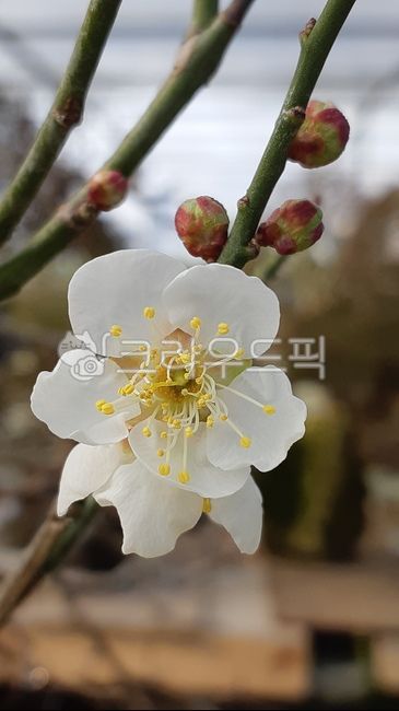 spring flowers,bonsai,nature,plant,plum tree,plum blossom,Emotion,flower