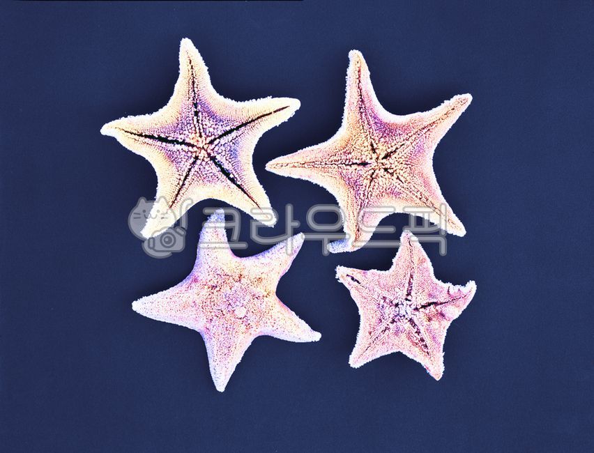 seafood,star,echinoderm,pattern,To you,Frost,star shape,starfish