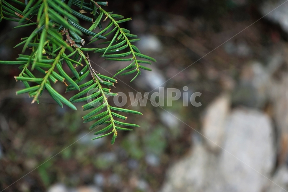 주목,침엽수,식물,녹색,yewtree,green,nature,상록수,evergreen,식물,자연,plants,nature