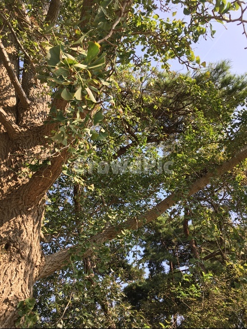 plant,식물,tree,나무,treetrunk,나무줄기