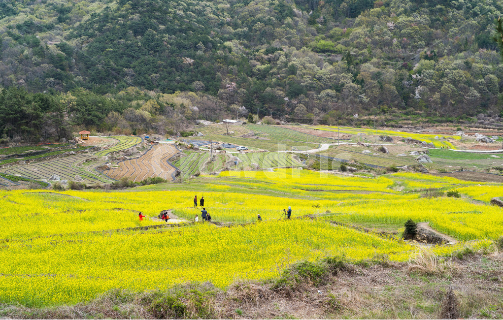 봄,남해,두모마을,풍경,유채꽃,봄,계절,spring,season,자연,풍경,nature,landscape,한국자연풍경,한국자연경관,korea nature landscape,outdoors,옥외,field,들,grassland,목초지,rural,농촌,farm,농장,meadow,human,인간,person,사람