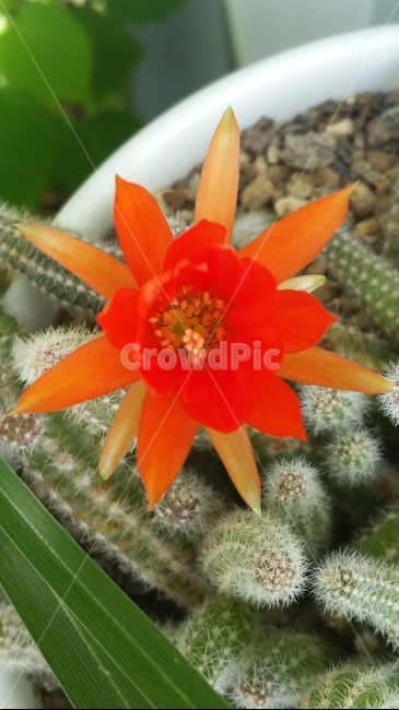 선인장,꽃,화분,flower,식물,자연,빨강