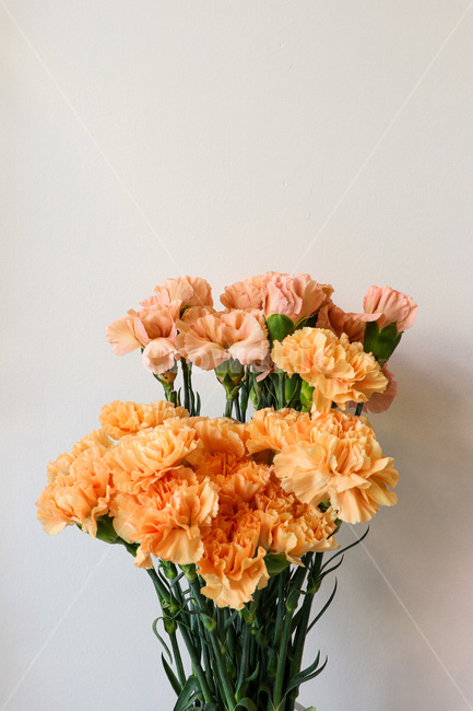 flower,plant,식물,blossom,꽃,꽃,flower