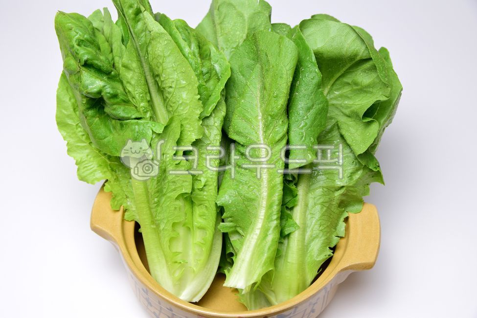 green,white background,vegetable,leaf,lettuce,vegetables,Lettuce,Romaine Lettuce,foodreserves,Romaine,ingredients