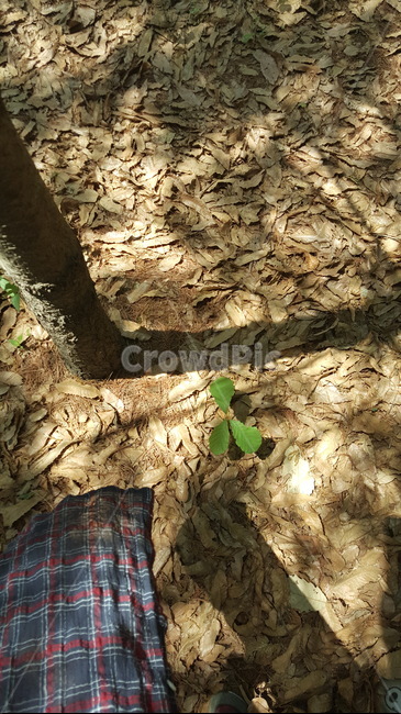 숲,나무,산책,나뭇잎,그림자,그늘,산속,바람에날리다,새싹,자연,nature,natural,shadows,green,check,자연주의