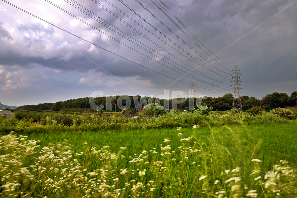 논,시골,전원,송전탑,신록,계절,농사,자연,풍경,nature,landscape