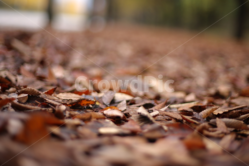 가을,낙엽,나무,풍경,fall,가을,계절,fall,autumn,season,ground,바닥,dirt road,흙길,road,도로,gravel,자갈
